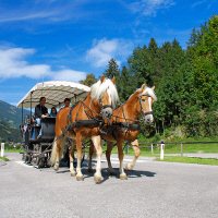 Paart en wagen